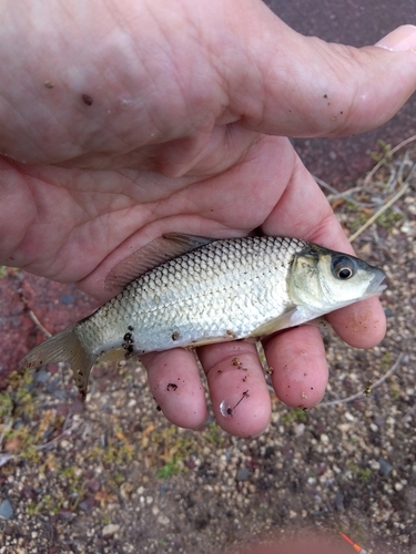 フナの釣果