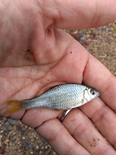 タナゴの釣果