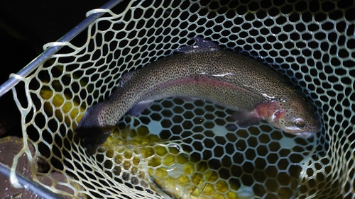 ニジマスの釣果