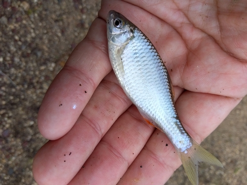 タナゴの釣果