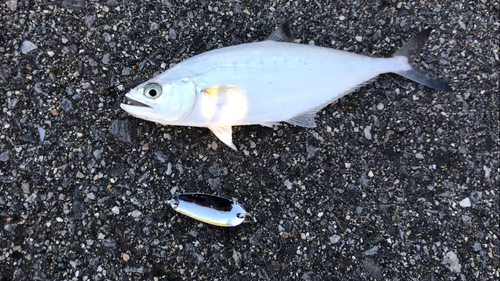 イケカツオの釣果