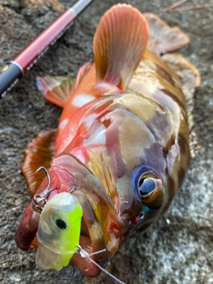 アカハタの釣果