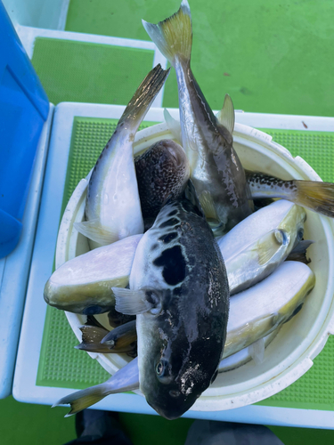 ショウサイフグの釣果