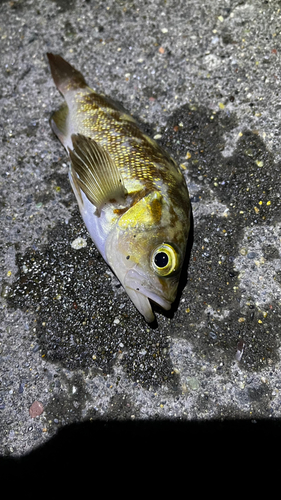 エゾメバルの釣果