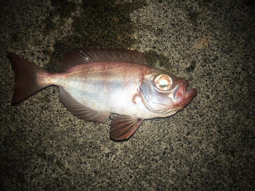 キントキダイの釣果