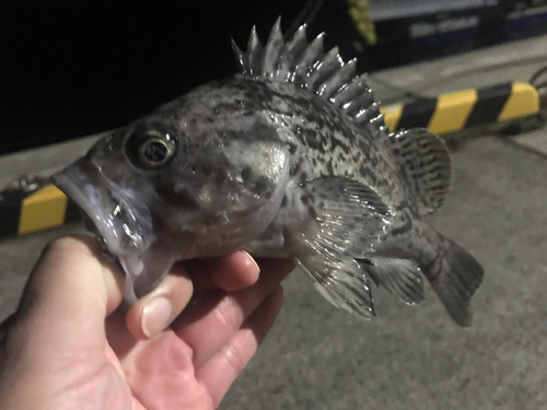 クロソイの釣果