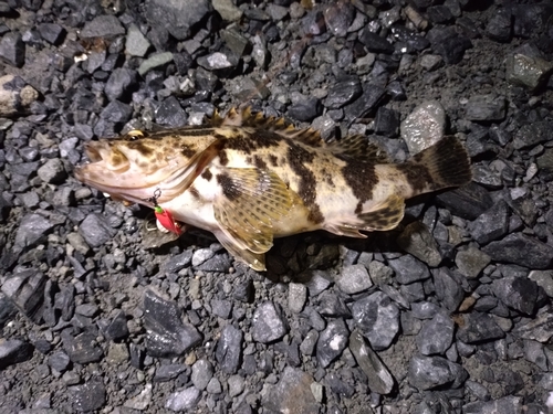 クロソイの釣果