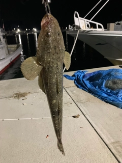 マゴチの釣果