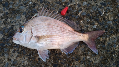 マダイの釣果