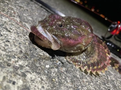 カジカの釣果