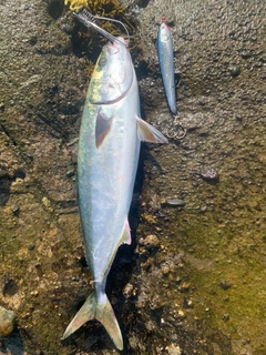 ワラサの釣果