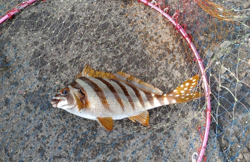 タカノハダイの釣果