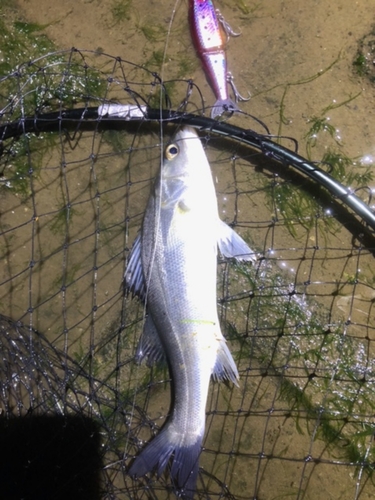 セイゴ（マルスズキ）の釣果