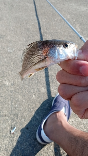 ニベの釣果