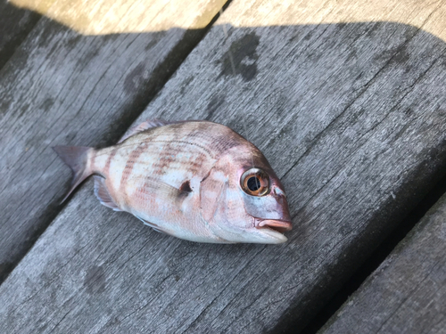 チャリコの釣果