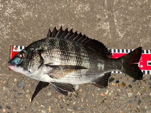 クロダイの釣果