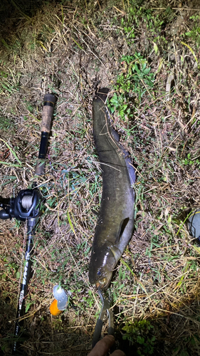 マナマズの釣果