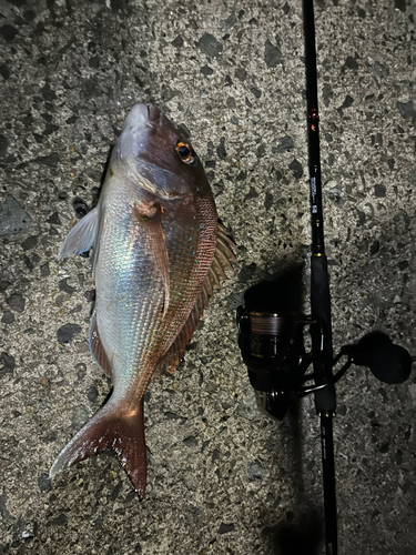 タイの釣果