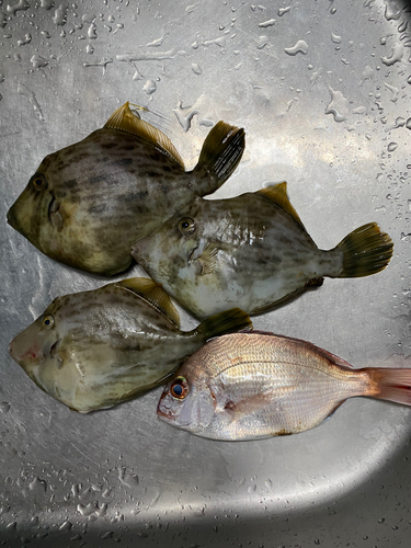 カワハギの釣果