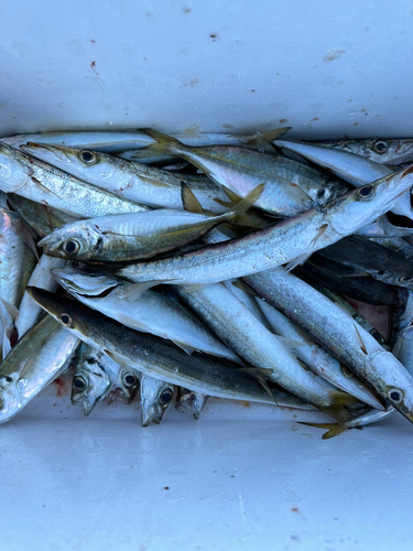 カマスの釣果