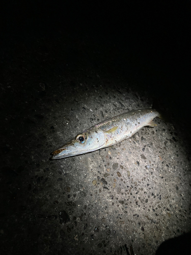 カマスの釣果