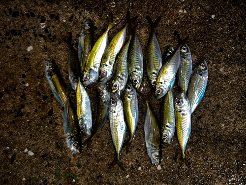 アジの釣果