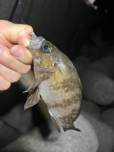 シロメバルの釣果