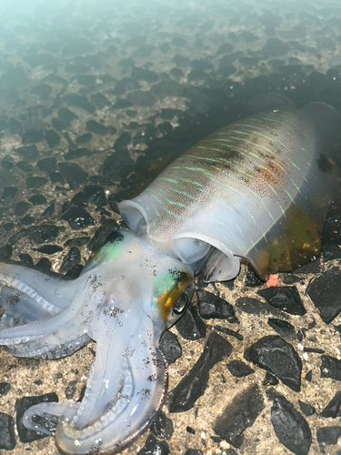 アオリイカの釣果