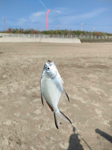 コバンアジの釣果