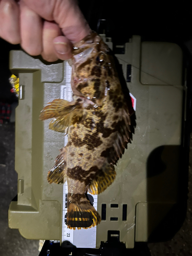 タケノコメバルの釣果