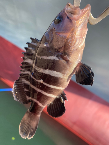 マハタの釣果