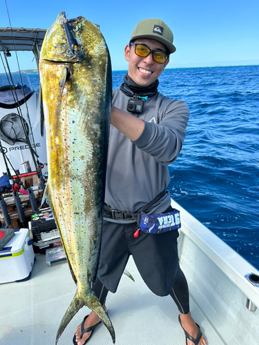 シイラの釣果