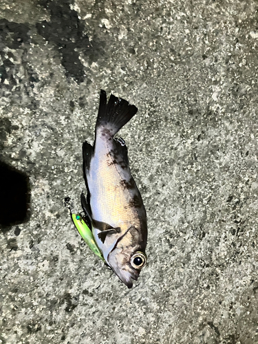 メバルの釣果