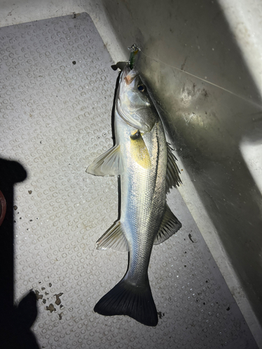 シーバスの釣果