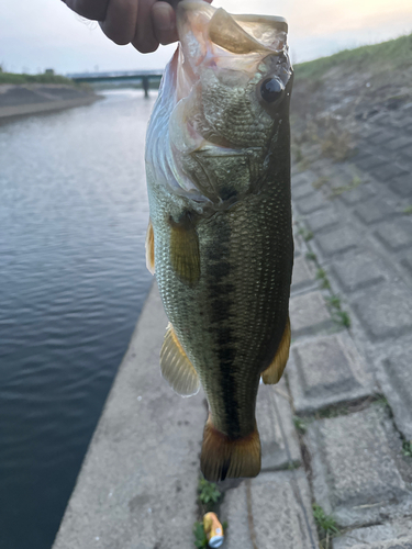 ラージマウスバスの釣果