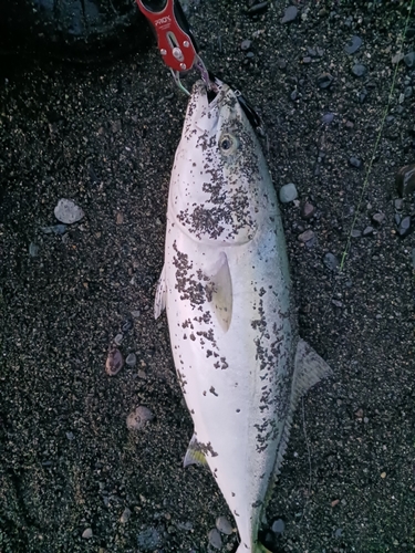 イナダの釣果