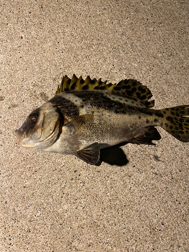 コショウダイの釣果