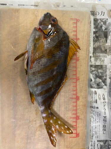 タカノハダイの釣果