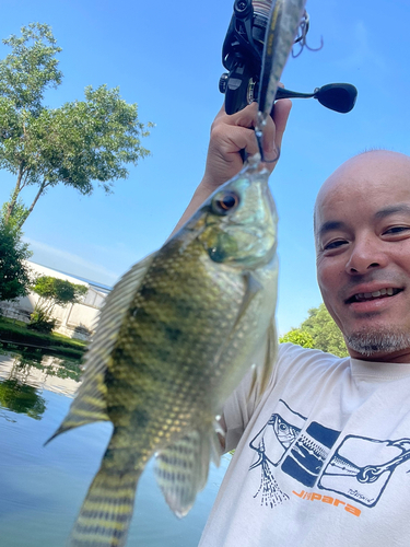 ティラピアの釣果