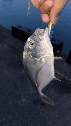 メッキの釣果