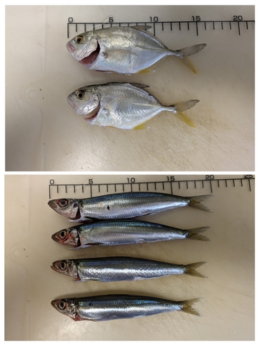 ウルメイワシの釣果