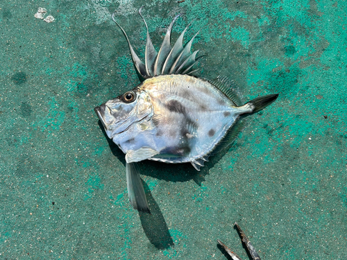 カガミダイの釣果