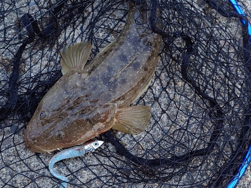 マゴチの釣果