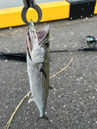 サゴシの釣果