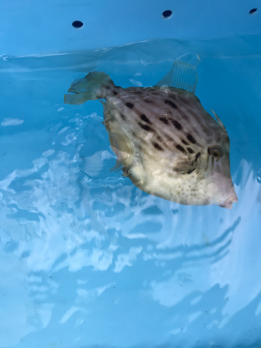 カワハギの釣果