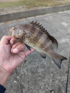 オオモンハタの釣果