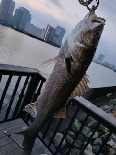 シーバスの釣果