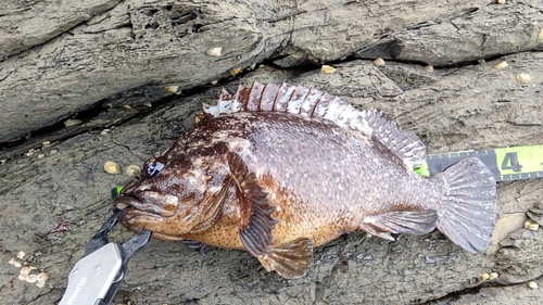 ムラソイの釣果