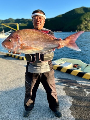 マダイの釣果