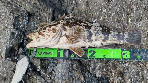 タケノコメバルの釣果